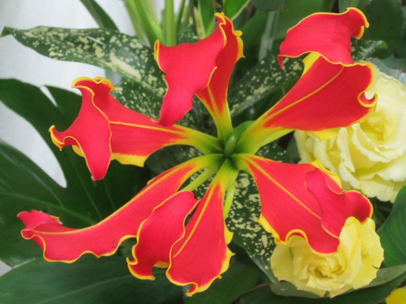 �a�X�g�������A